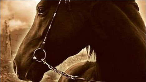 Steven Spielberg: War Horse - a hivatalos sztori